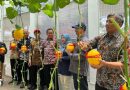 Melihat Melon Premium Produksi Greenhouse UMM, Gunakan Teknologi Smart Farming