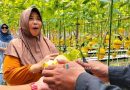 <span style='color:#ff0000;font-size:12px;'>Berita Sidoarjo </span><br> Isi Libur Panjang, Warga Sidoarjo Berwisata Petik Buah Melon Premium