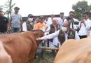 <span style='color:#ff0000;font-size:12px;'>Berita Banyuwangi </span><br> Banyuwangi Surplus Hewan Kurban, Pasok untuk Berbagai Daerah di Indonesia Jelang Idul Adha