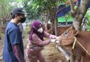 <span style='color:#ff0000;font-size:12px;'>Berita Sidoarjo </span><br> Dispaperta Cek Kesehatan Hewan Kurban di Sidoarjo, Pastikan Bebas Penyakit dan Layak Konsumsi