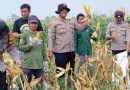 <span style='color:#ff0000;font-size:12px;'>Berita Sidoarjo </span><br> Kapolsek Balongbendo Tinjau Perkembangan Tanaman Jagung Dukung Ketahanan Pangan