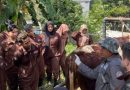 <span style='color:#ff0000;font-size:12px;'>Idul Adha </span><br> Tips Memilih Hewan Kurban ala Dosen Peternakan UMM