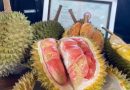 <span style='color:#ff0000;font-size:12px;'>Berita Banyuwangi </span><br> Durian Merah Banyuwangi Ditetapkan Sebagai Indikasi Geografis Pertama di Indonesia