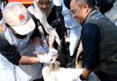 <span style='color:#ff0000;font-size:12px;'>Idul Adha </span><br> Jelang Idul Adha, Pemkab Banyuwangi Periksa Kesehatan Hewan Kurban