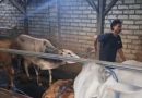 <span style='color:#ff0000;font-size:12px;'>Berita Sidoarjo </span><br> Jelang Idul Adha, Peternak Sapi di Sidoarjo Kebanjiran Pembeli
