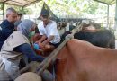<span style='color:#ff0000;font-size:12px;'>Idul Adha </span><br> Ketersediaan Hewan Kurban untuk Idul Adha di Jateng Surplus