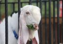 <span style='color:#ff0000;font-size:12px;'>Idul Adha </span><br> Kambing Senduro Lumajang Kini Jadi Pilihan Favorit Masyarakat Jelang Idul Adha 2026