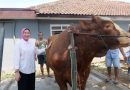 <span style='color:#ff0000;font-size:12px;'>Idul Adha </span><br> Sapi Metal Cross 1 Ton 144 Kilogram dari Desa Sukosari Lumajang Terpilih jadi Hewan Kurban Presiden Prabowo Subianto