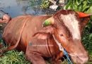 <span style='color:#ff0000;font-size:12px;'>Idul Adha </span><br> Sapi Kurban 700 Kg Ngamuk lalu Kecebur Sungai di Desa Entalsewu, Buduran, Sidoarjo, Evakuasi Dramatis Berlangsung 2 Jam