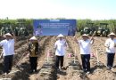 PT SGN Gelar Panen dan Tanam Tebu Serentak Program Bongkar Ratoon, Percepat Swasembada Gula Nasional