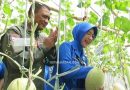 <span style='color:#ff0000;font-size:12px;'>Berita Sidoarjo </span><br> Green House Puspenerbal Juanda Hasilkan 1,5 Ton Melon Premium, Siap Jadi Wisata Edukasi