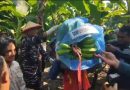 <span style='color:#ff0000;font-size:12px;'>Berita Sidoarjo </span><br> Dukung Ketahanan Pangan, Puspenerbal Sulap 10 Hektare Lahan Tidur di Juanda Jadi Kebun Pisang Cavendish