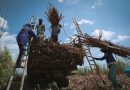 Petani Tebu Apresiasi Mentan Amran Dukung Program Bongkar Ratoon dari SGN