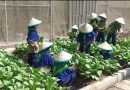 <span style='color:#ff0000;font-size:12px;'>Pendidikan </span><br> Panen Sawi Pakcoy dan Lele di SD Muhammadiyah 4 Zamzam Sidoarjo, Hasilnya Dibagikan Gratis ke Warga, Guru Vietnam Ikut Antusias
